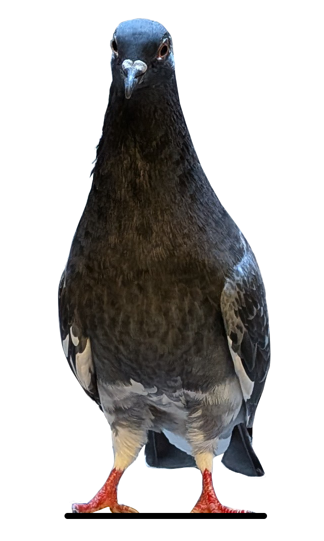 Click Me Image